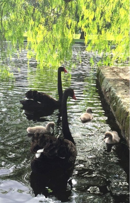 Two-week old cygnets with Mum and Dad, at Kippax Lake. Photo: Jan Courtin